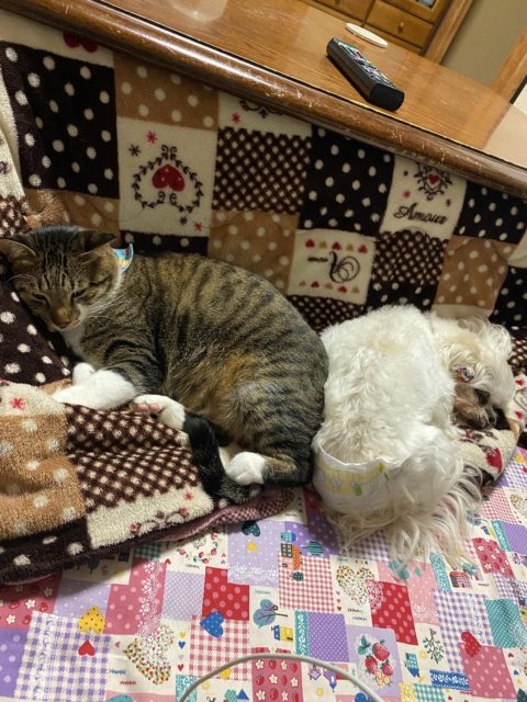 家の犬と猫